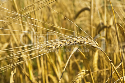 Ear of rye