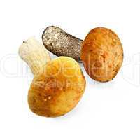 Mushroom orange-cap boletus and cep