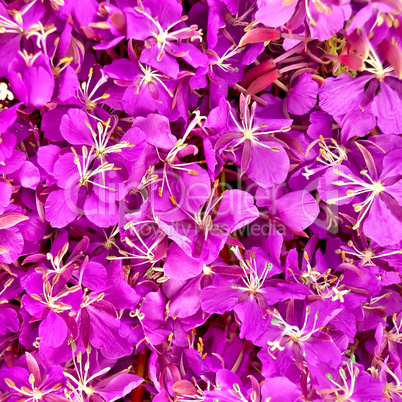 The texture of the flowers of fireweed