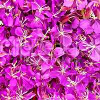 The texture of the flowers of fireweed