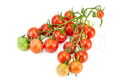 Tomatoes on a branch