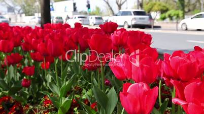 red tulips with traffic