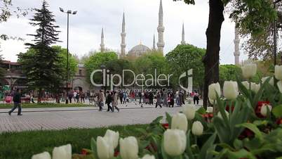 blue mosque with tullips