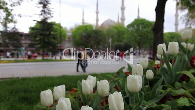 blue mosque with tullips 1
