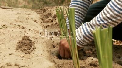 Vetiver