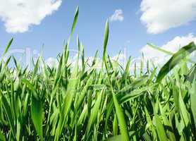 Grass with Sky