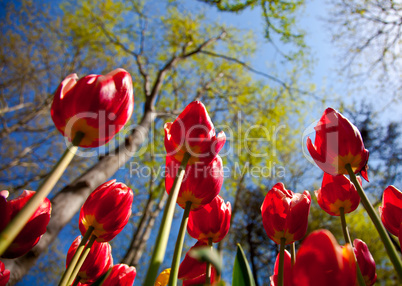 red tulips 2