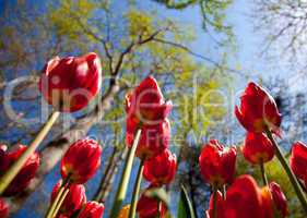 red tulips 2