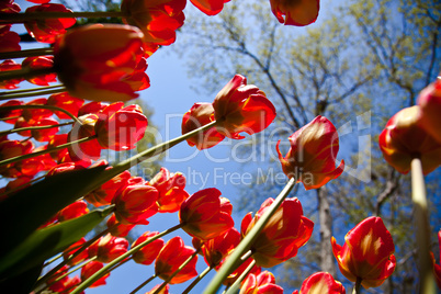 red tulips 1