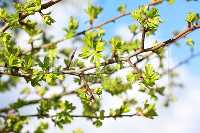 Springtime leaves close up