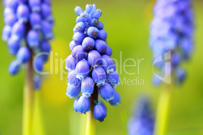 Blue Spring hiacynth close up