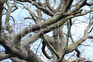 Unusual tree branches close up
