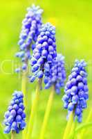 Blue Spring hiacynth close up