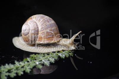 Weinbergschnecke