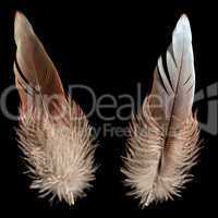 Bird feather or quill