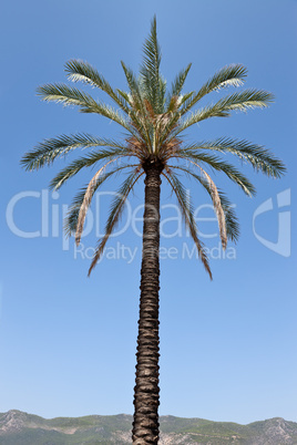 Palm tree over blue sky and mountain horizon