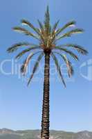 Palm tree over blue sky and mountain horizon