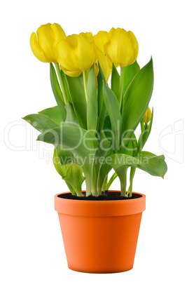 yellow tulips