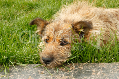 Rambling dog lying on green grass