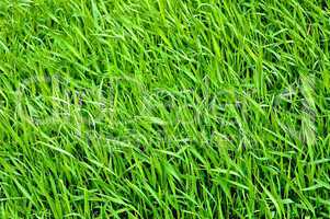 Green grass