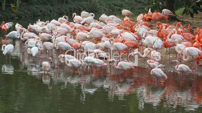 Flamingo flock on lake - 01