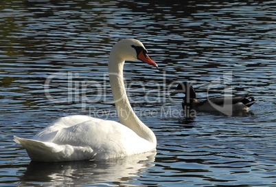 Swan and duck - communication