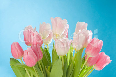 Tulpen