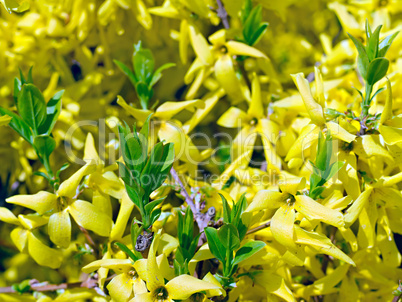 yellow flowers and young green shoots