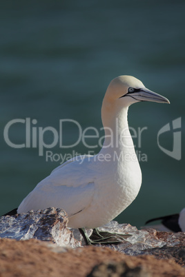 Basstölpel (Morus bassanus); Northern Gannet (Morus bassanus)