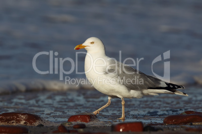 Silbermöwe (Larus argentatus); Herring Gull (Larus argentatus)