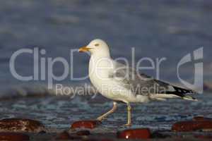 Silbermöwe (Larus argentatus); Herring Gull (Larus argentatus)