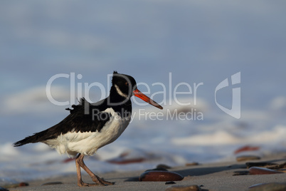 Austernfischer (Haematopus ostralegus); Oystercatcher (Haematopus ostralegus)