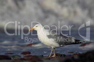 Silbermöwe (Larus argentatus); Herring Gull (Larus argentatus)