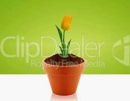 Yellow Tulip