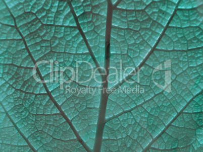 Leaf of a plant