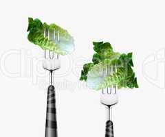 Lettuce pierced by fork,  isolated on white background