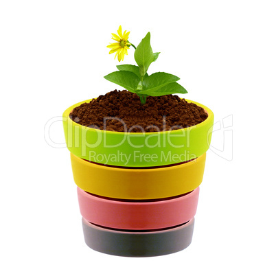 flower in clay pot