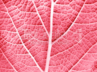 Leaf of a plant