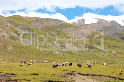 Landscape in Tibet