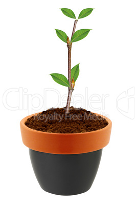 Young plant in clay pot