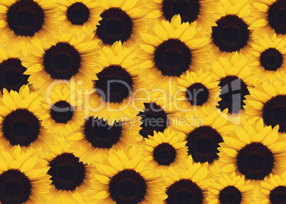 yellow Sunflower