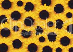 yellow Sunflower
