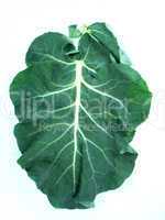 Leaf of a broccoli