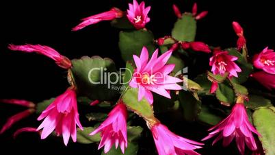Epiphytic cactus bloom on the black background (Schlumbergera) timelapse
