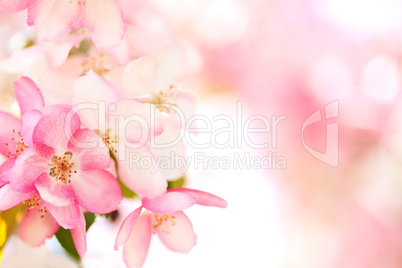 Sakura flowers blooming