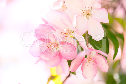 Sakura flowers blooming