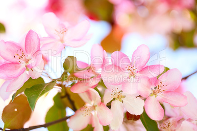 Sakura flowers blooming