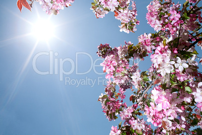 Sakura flowers blooming