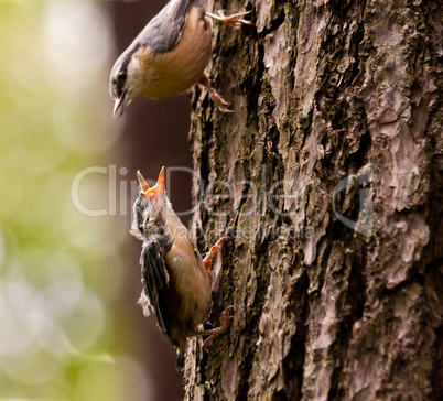 Junger Kleiber mit Mutter, Young Nuthatche with mother