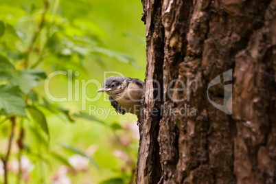 Junger Kleiber, Young Nuthatche
